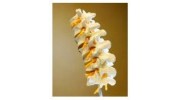 Chiropractic Care
