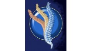 Renew Chiropractic